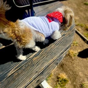 Custom tee shirts and dog bandannas